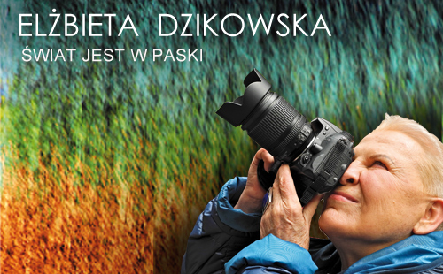 Na plakacie reklamującym wystawę jest Elżbieta Dzikowska patrząca przez obiektyw aparatu fotograficznego. Nad nią tekst: Elżbieta Dzikowska Świat jest w paski